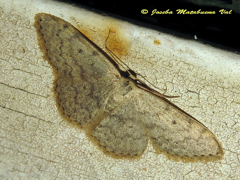 Geometridae 2 da id: Scopula (Calothysanis) marginepunctata